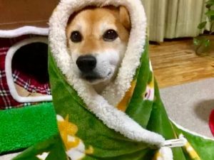 为什么狗狗老抖?狗狗为什么老抖身体-警犬训练器材厂家 _警犬训练用品_工作犬训练用品-南京开久警犬装备