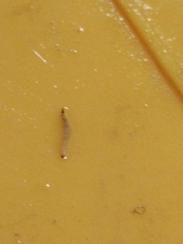 狗狗拉屎有一条白色虫子 - 警犬训练器材厂家 _警犬训练用品_工作犬训练用品-南京开久警犬装备-警犬训练器材厂家 _警犬训练用品_工作犬训练用品-南京开久警犬装备