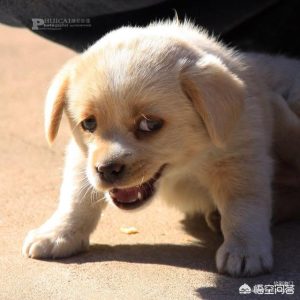 被两个月的小狗抓了,被两个月的小狗抓了一道红痕有疼痛感-警犬训练器材厂家 _警犬训练用品_工作犬训练用品-南京开久警犬装备