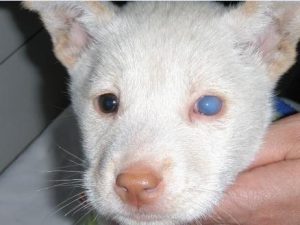 小狗得白内障的 *** (小狗会得白内障吗)-警犬训练器材厂家 _警犬训练用品_工作犬训练用品-南京开久警犬装备