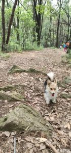 小狗排便次数太多 小狗正常排便次数-警犬训练器材厂家 _警犬训练用品_工作犬训练用品-南京开久警犬装备