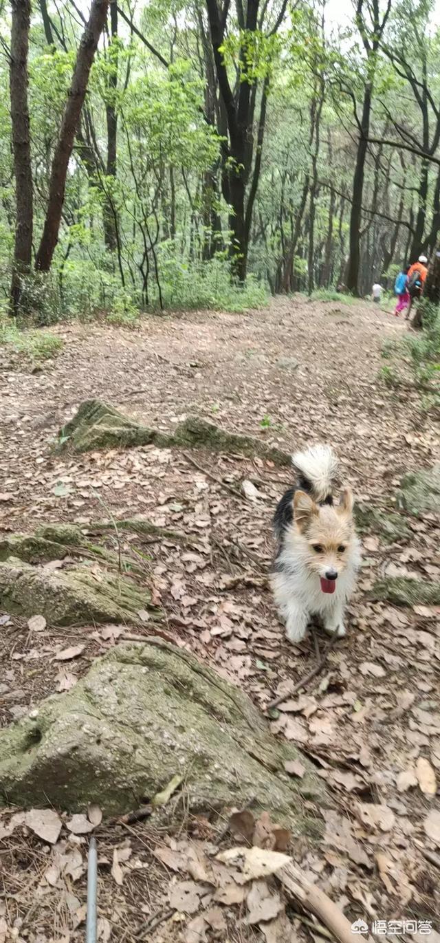 小狗排便次数太多 小狗正常排便次数 - 警犬训练器材厂家 _警犬训练用品_工作犬训练用品-南京开久警犬装备-警犬训练器材厂家 _警犬训练用品_工作犬训练用品-南京开久警犬装备