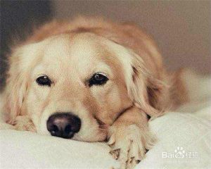 狗狗睡着后咳嗽怎么办(狗狗睡着就不咳嗽,一醒就咳嗽)-警犬训练器材厂家 _警犬训练用品_工作犬训练用品-南京开久警犬装备