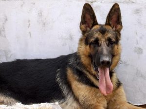 小狗配图_小狗配图发朋友圈-警犬训练器材厂家 _警犬训练用品_工作犬训练用品-南京开久警犬装备