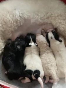 母狗一般生几只小狗-警犬训练器材厂家 _警犬训练用品_工作犬训练用品-南京开久警犬装备