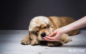狗狗 扑 舔，狗狗跳起来扑人舔手-警犬训练器材厂家 _警犬训练用品_工作犬训练用品-南京开久警犬装备