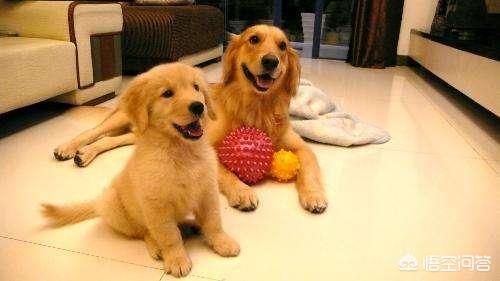 小狗送人大狗会生气么？小狗送人大狗会恨主人吗 - 警犬训练器材厂家 _警犬训练用品_工作犬训练用品-南京开久警犬装备-警犬训练器材厂家 _警犬训练用品_工作犬训练用品-南京开久警犬装备