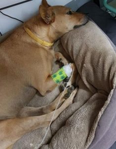 狗狗的喉咙发出咕噜声(狗狗喉咙发出低吼)-警犬训练器材厂家 _警犬训练用品_工作犬训练用品-南京开久警犬装备