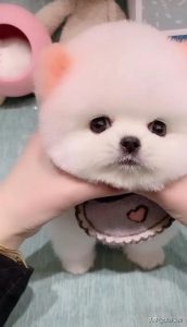 博美俊介的棕色小狗的照片-警犬训练器材厂家 _警犬训练用品_工作犬训练用品-南京开久警犬装备