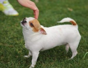 长寿狗狗排名_狗狗长寿的名字-警犬训练器材厂家 _警犬训练用品_工作犬训练用品-南京开久警犬装备