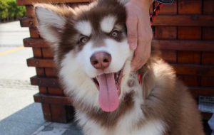 小狗性别怎么区分 *** ？2个月小狗怎么区分公母 ***-警犬训练器材厂家 _警犬训练用品_工作犬训练用品-南京开久警犬装备