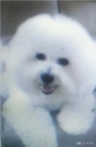 *** 比熊爱吃什么狗粮？比熊不爱吃狗粮什么情况-警犬训练器材厂家 _警犬训练用品_工作犬训练用品-南京开久警犬装备