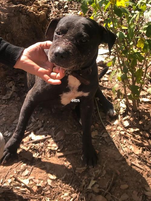 大狗为什么会咬小狗(大狗为什么会咬小狗脑袋) - 警犬训练器材厂家 _警犬训练用品_工作犬训练用品-南京开久警犬装备-警犬训练器材厂家 _警犬训练用品_工作犬训练用品-南京开久警犬装备