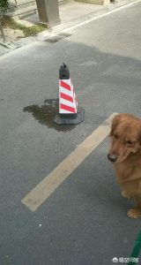 夏天几点遛狗狗合适?夏天狗狗一天溜几次-警犬训练器材厂家 _警犬训练用品_工作犬训练用品-南京开久警犬装备