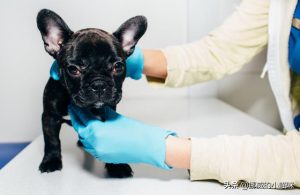 三个月狗狗总是打喷嚏，三个月的狗狗打喷嚏怎么办-警犬训练器材厂家 _警犬训练用品_工作犬训练用品-南京开久警犬装备