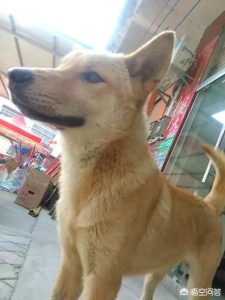 买训练过的狗狗_新买的狗狗怎么训练-警犬训练器材厂家 _警犬训练用品_工作犬训练用品-南京开久警犬装备