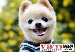 怎么让狗狗记住名字(怎么训练狗狗记住自己的名字)-警犬训练器材厂家 _警犬训练用品_工作犬训练用品-南京开久警犬装备