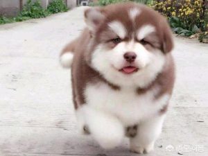 养狗狗前要准备什么东西？-警犬训练器材厂家 _警犬训练用品_工作犬训练用品-南京开久警犬装备