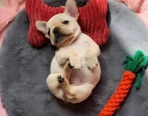 狗狗为什么喜欢人摸？狗狗为什么喜欢人摸它-警犬训练器材厂家 _警犬训练用品_工作犬训练用品-南京开久警犬装备