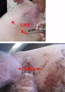 小狗打吊针打什么部位(打吊针一般打什么)-警犬训练器材厂家 _警犬训练用品_工作犬训练用品-南京开久警犬装备