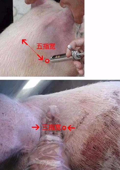 小狗打吊针打什么部位(打吊针一般打什么) - 警犬训练器材厂家 _警犬训练用品_工作犬训练用品-南京开久警犬装备-警犬训练器材厂家 _警犬训练用品_工作犬训练用品-南京开久警犬装备