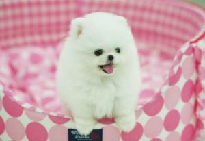 狗狗没满月能洗澡吗(狗狗满月多久可以洗澡)-警犬训练器材厂家 _警犬训练用品_工作犬训练用品-南京开久警犬装备