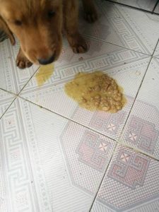 狗狗吐 蔫 不吃东西(狗狗特别蔫吐不吃东西)-警犬训练器材厂家 _警犬训练用品_工作犬训练用品-南京开久警犬装备