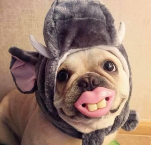 狗狗体内驱虫药在哪买(狗狗体内驱虫药吃多了会怎么样)-警犬训练器材厂家 _警犬训练用品_工作犬训练用品-南京开久警犬装备