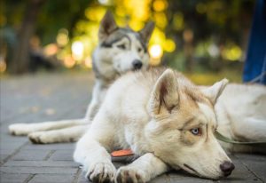 哈士奇小狗老是吐(哈士奇老是吐舌头)-警犬训练器材厂家 _警犬训练用品_工作犬训练用品-南京开久警犬装备