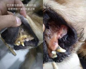 狗狗黄疸能治愈吗(肝细胞性黄疸能治愈吗)-警犬训练器材厂家 _警犬训练用品_工作犬训练用品-南京开久警犬装备