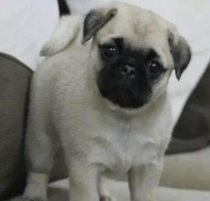 自己家三个月的小狗(自己家三个月的小狗会得狂犬病吗)-警犬训练器材厂家 _警犬训练用品_工作犬训练用品-南京开久警犬装备