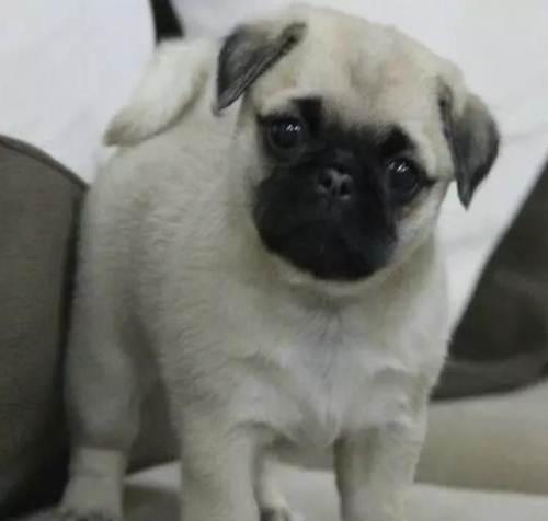 自己家三个月的小狗(自己家三个月的小狗会得狂犬病吗) - 警犬训练器材厂家 _警犬训练用品_工作犬训练用品-南京开久警犬装备-警犬训练器材厂家 _警犬训练用品_工作犬训练用品-南京开久警犬装备