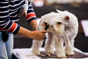 雪纳瑞狗狗，雪纳瑞狗狗尿血怎么回事-警犬训练器材厂家 _警犬训练用品_工作犬训练用品-南京开久警犬装备