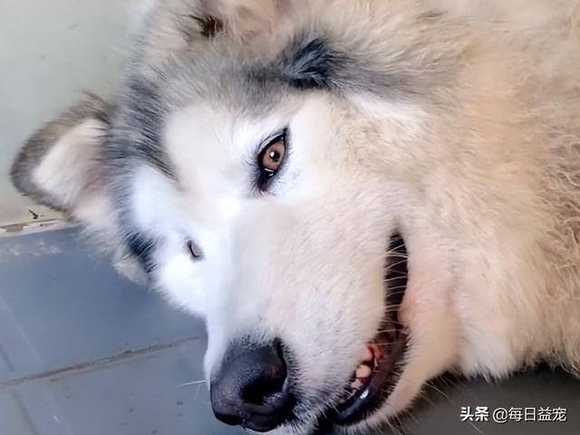 狗狗寄养回来一直睡觉(狗狗寄养了就好回来特别乖) - 警犬训练器材厂家 _警犬训练用品_工作犬训练用品-南京开久警犬装备-警犬训练器材厂家 _警犬训练用品_工作犬训练用品-南京开久警犬装备