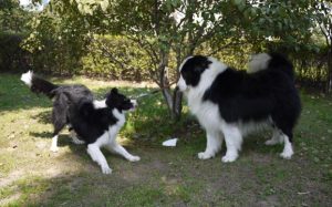 让狗狗害怕的狗链(狗狗害怕别的狗怎么办)-警犬训练器材厂家 _警犬训练用品_工作犬训练用品-南京开久警犬装备