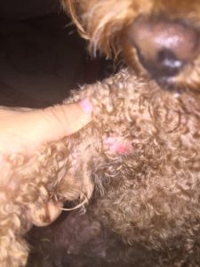 狗狗被蚊子咬了怎么治疗-警犬训练器材厂家 _警犬训练用品_工作犬训练用品-南京开久警犬装备