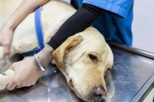 狗狗内伤是什么反应(狗狗卡东西是什么反应)-警犬训练器材厂家 _警犬训练用品_工作犬训练用品-南京开久警犬装备