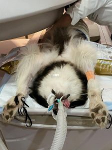 狗狗寰枢椎压迫神经(寰枢椎压迫神经的症状)-警犬训练器材厂家 _警犬训练用品_工作犬训练用品-南京开久警犬装备