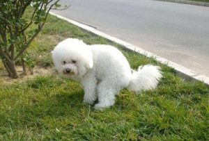 小狗怎么看健康牙龈(怎么看牙龈有没有萎缩)-警犬训练器材厂家 _警犬训练用品_工作犬训练用品-南京开久警犬装备