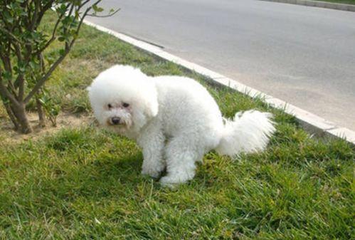 小狗怎么看健康牙龈(怎么看牙龈有没有萎缩) - 警犬训练器材厂家 _警犬训练用品_工作犬训练用品-南京开久警犬装备-警犬训练器材厂家 _警犬训练用品_工作犬训练用品-南京开久警犬装备