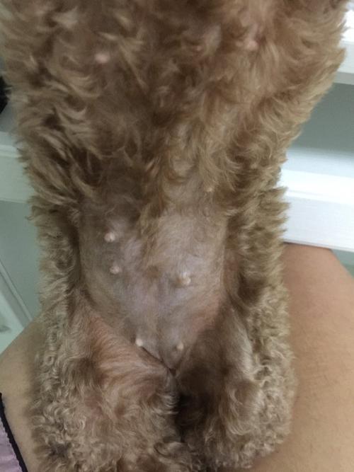 狗狗怀孕40天 肚子软软的(狗狗怀孕四十天肚子不大) - 警犬训练器材厂家 _警犬训练用品_工作犬训练用品-南京开久警犬装备-警犬训练器材厂家 _警犬训练用品_工作犬训练用品-南京开久警犬装备