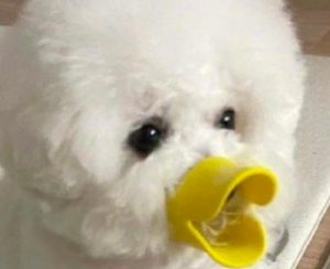 狗狗嘴套有用么(狗狗咬人捏嘴有用吗)-警犬训练器材厂家 _警犬训练用品_工作犬训练用品-南京开久警犬装备