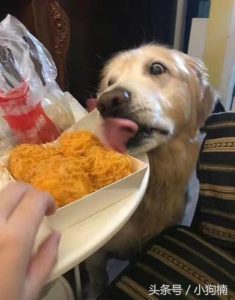 狗狗偷吃人药(狗狗把人吃的药偷吃了)-警犬训练器材厂家 _警犬训练用品_工作犬训练用品-南京开久警犬装备