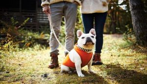 狗狗栗子(狗狗栗子能吃吗)-警犬训练器材厂家 _警犬训练用品_工作犬训练用品-南京开久警犬装备