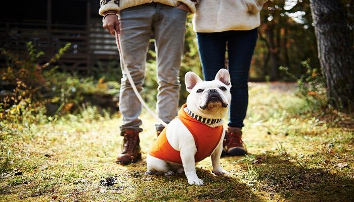 狗狗栗子(狗狗栗子能吃吗) - 警犬训练器材厂家 _警犬训练用品_工作犬训练用品-南京开久警犬装备-警犬训练器材厂家 _警犬训练用品_工作犬训练用品-南京开久警犬装备