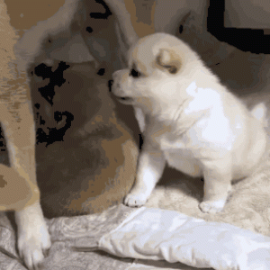 狗狗8个月大(狗狗8个月大在外面怎么生存)-警犬训练器材厂家 _警犬训练用品_工作犬训练用品-南京开久警犬装备