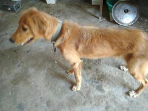 两点多月的金毛狗狗体重-警犬训练器材厂家 _警犬训练用品_工作犬训练用品-南京开久警犬装备