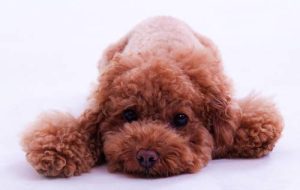 狗狗趾甲里有黑红色皮屑-警犬训练器材厂家 _警犬训练用品_工作犬训练用品-南京开久警犬装备