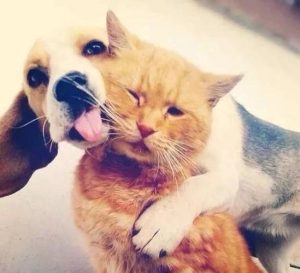 四个月的小狗不敢咬猫(被四个月的自家小狗咬了用打针吗)-警犬训练器材厂家 _警犬训练用品_工作犬训练用品-南京开久警犬装备