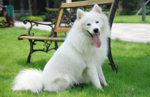 三个月萨摩耶犬的狗狗掉毛正常吗-警犬训练器材厂家 _警犬训练用品_工作犬训练用品-南京开久警犬装备